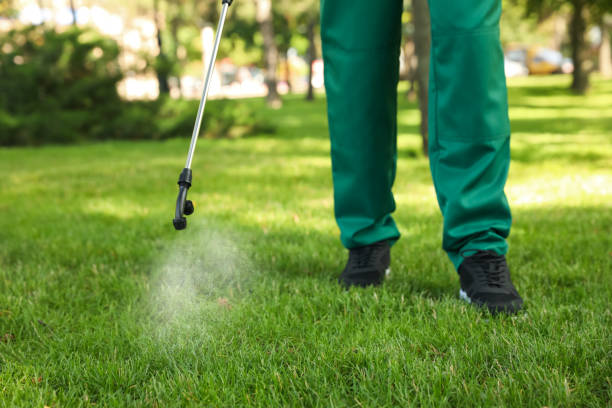 Best Wasp Removal Services  in Lewiston, CA