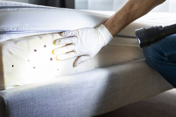 Best Local Pest Control Services  in Lewiston, CA