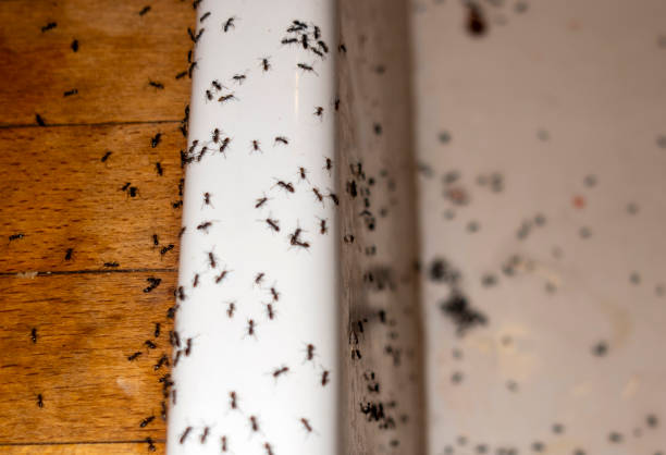 Wasp Removal Services in Lewiston, CA
