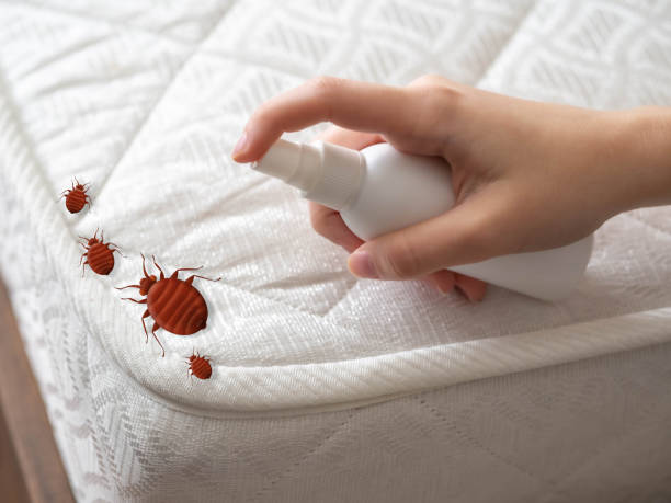 Best Wasp Removal Services  in Lewiston, CA