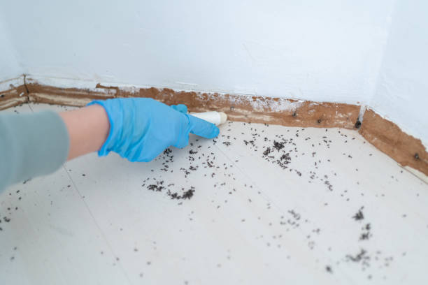 Best Pest Control Near Me  in Lewiston, CA